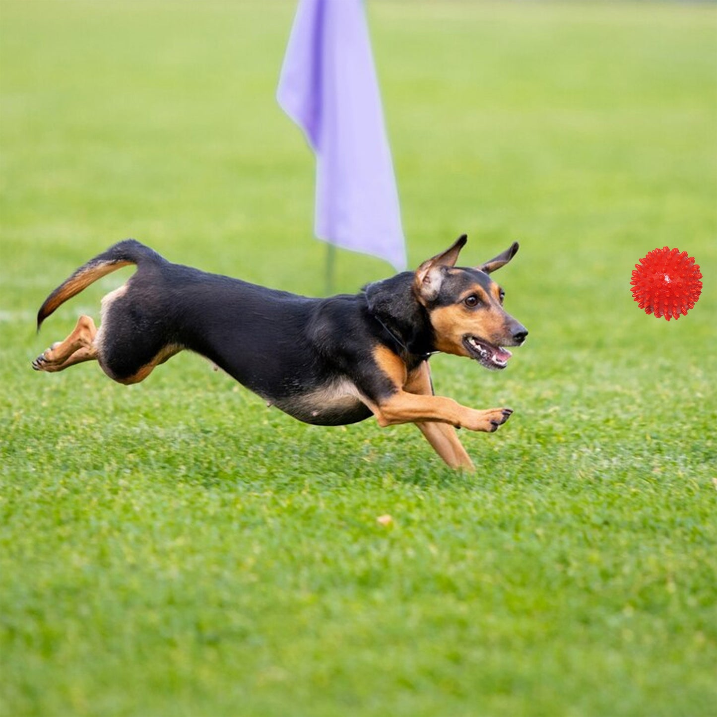Rolloverforpaws Spiky Rubber Dog Chew Toy - 2.5 inch Durable, Soft, and Safe for Teeth & Gums with extra bounce | Interactive Fetch & Play Ball for Small, Medium & Large Dogs