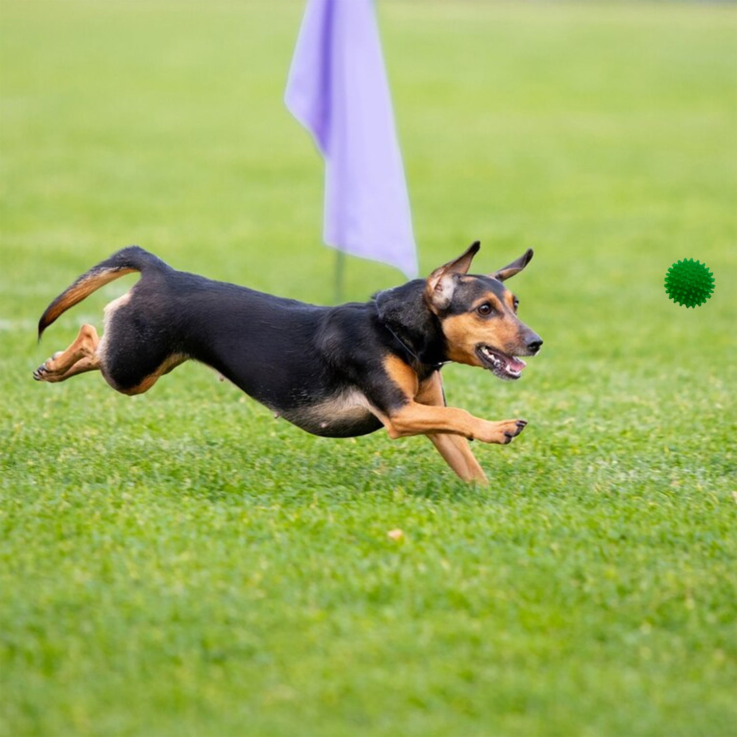 Rolloverforpaws Rubber Led Spiked Ball Dog Chew Toy, Assorted- 2.5 inch Durable, Soft, and Safe for Teeth & Gums with extra bounce | Interactive Fetch & Play Ball for Small, Medium & Large Dogs | Assorted Color