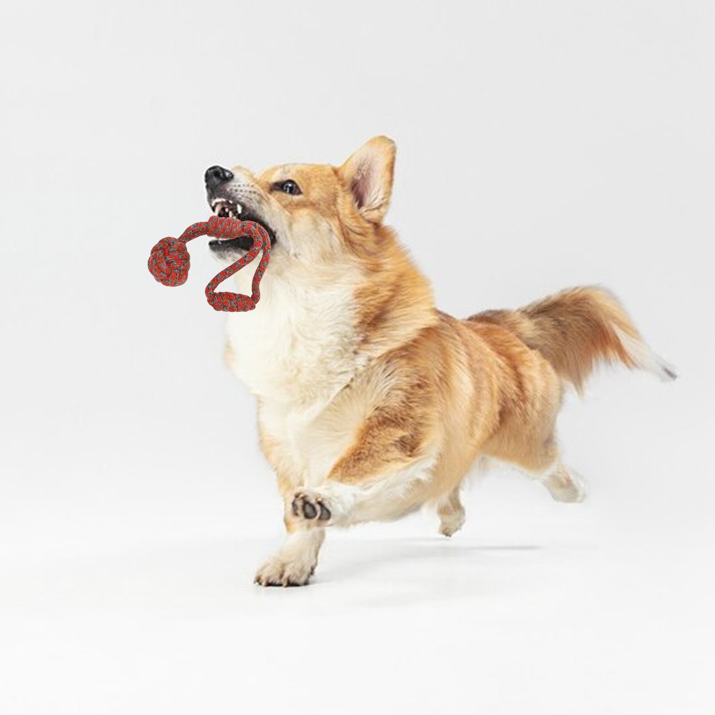 Rolloverforpaws Toy with Ball for Dogs | Interactive Fetch & Play Rop Toy for Small, Medium & Large Dogs | Multi Color